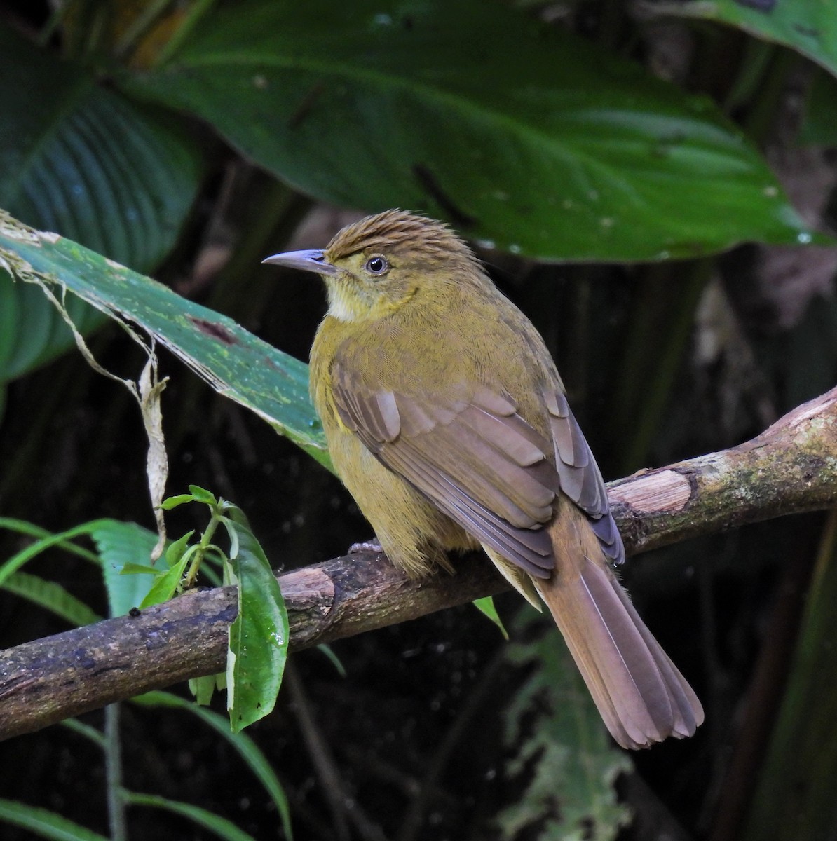 Cachar Bulbul - ML641958943