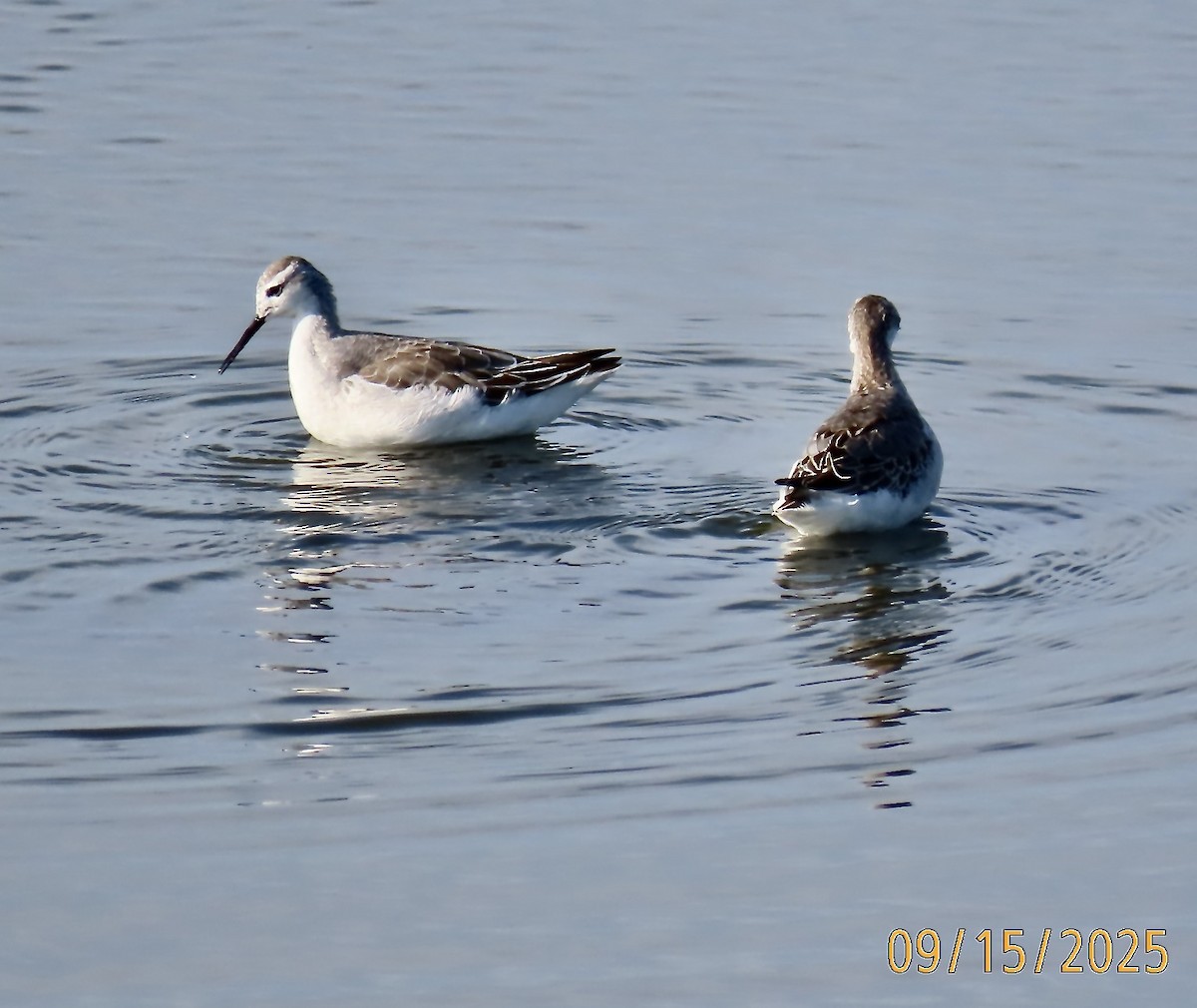 Phalarope de Wilson - ML641958967