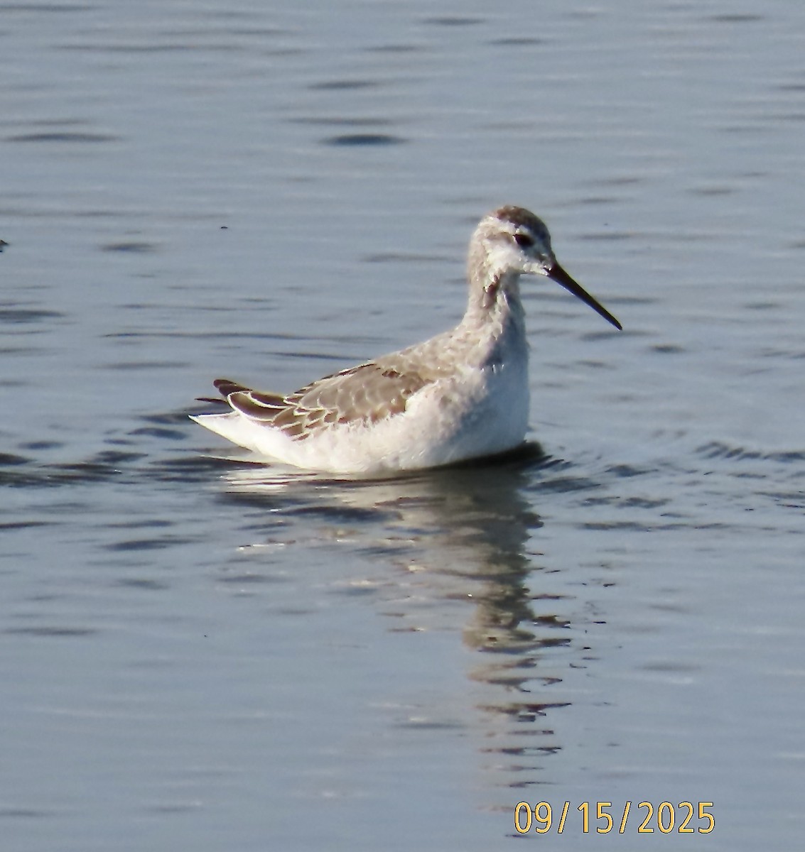 Phalarope de Wilson - ML641958970