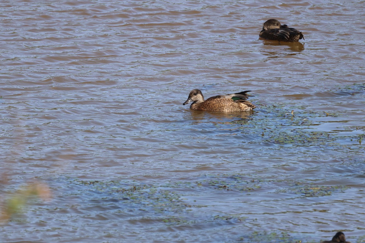 Canard à faucilles - ML641958980