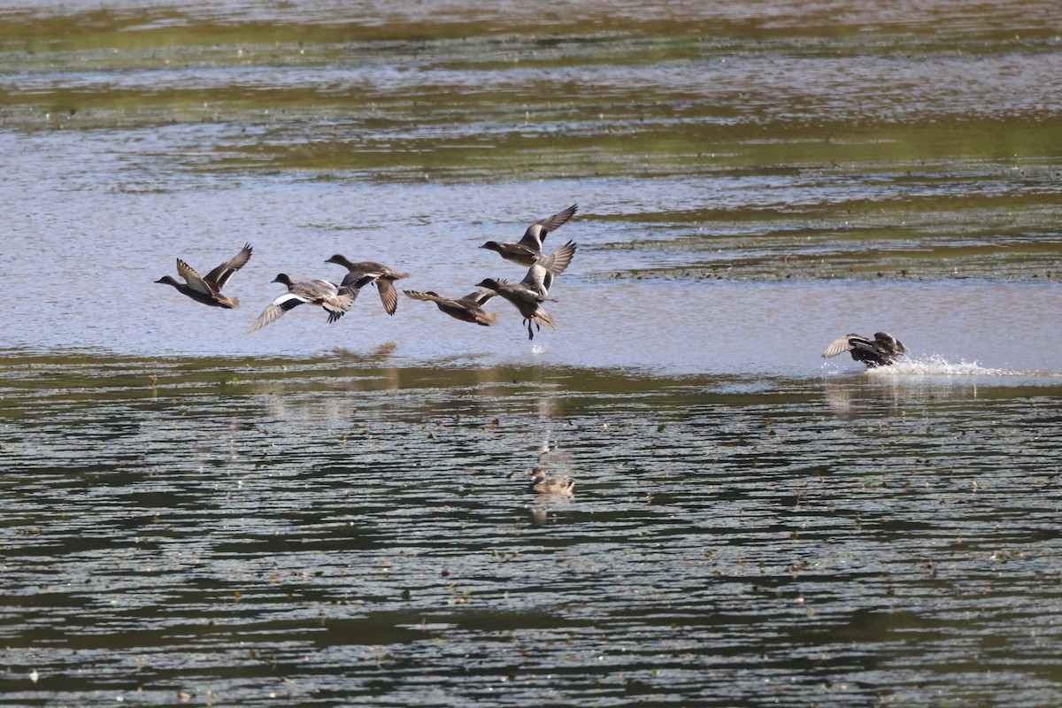 Canard siffleur - ML641958983
