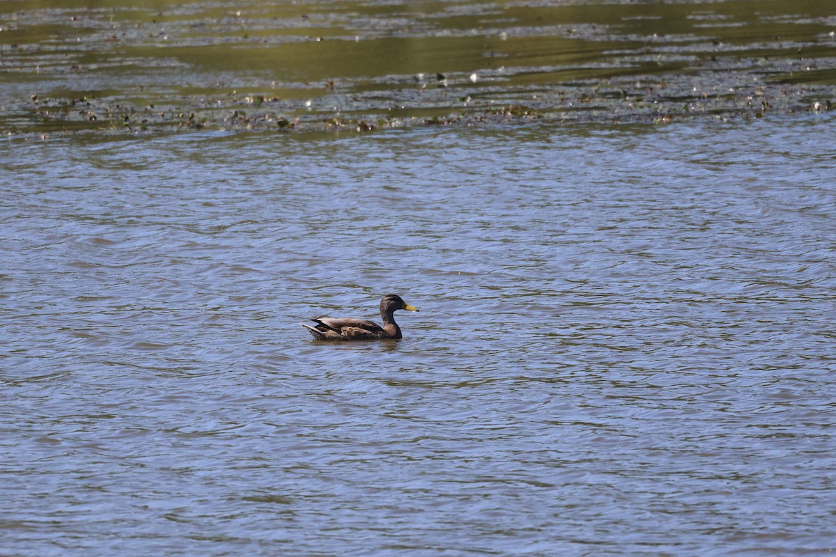 Canard colvert - ML641958987