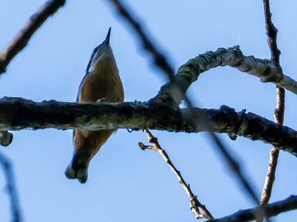 Sittelle à poitrine rousse - ML641958989