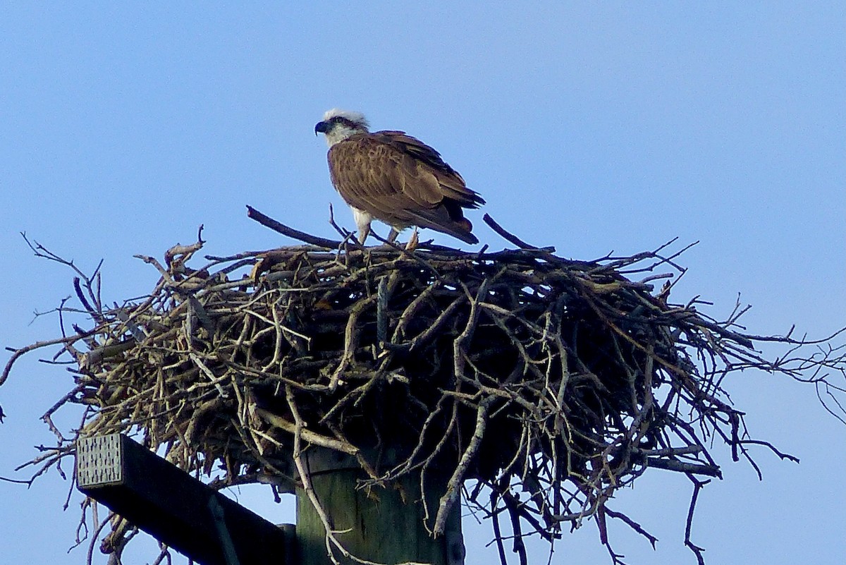 Balbuzard pêcheur - ML641958992