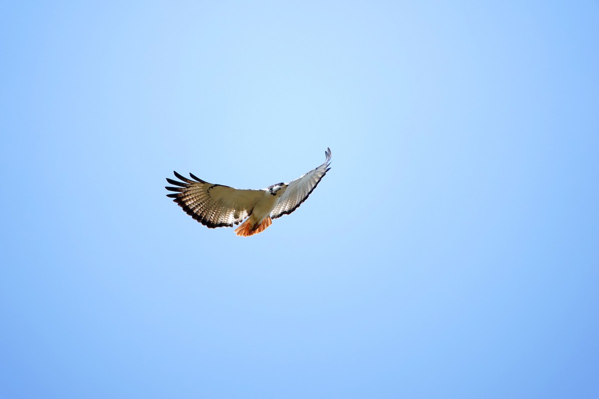 Augur Buzzard (Augur) - ML641959003