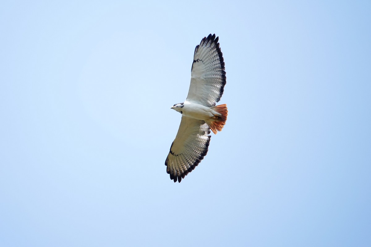 Augur Buzzard (Augur) - ML641959004