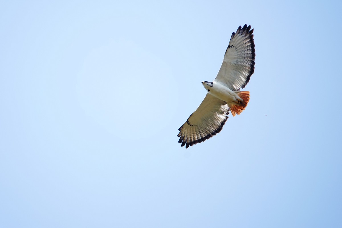 Augur Buzzard (Augur) - ML641959005