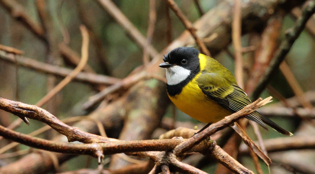 Golden Whistler (Eastern) - ML641959010