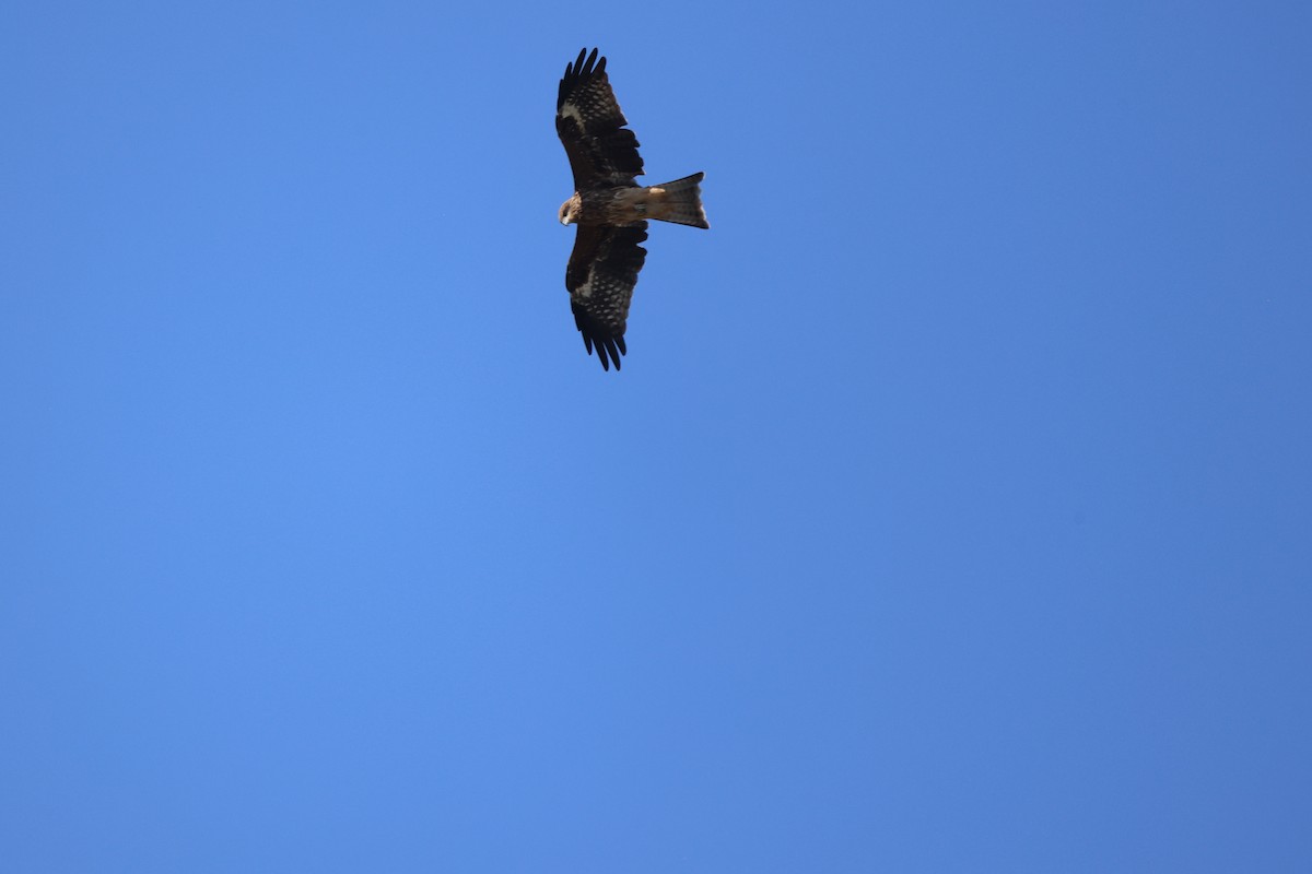 Black Kite - ML641959011