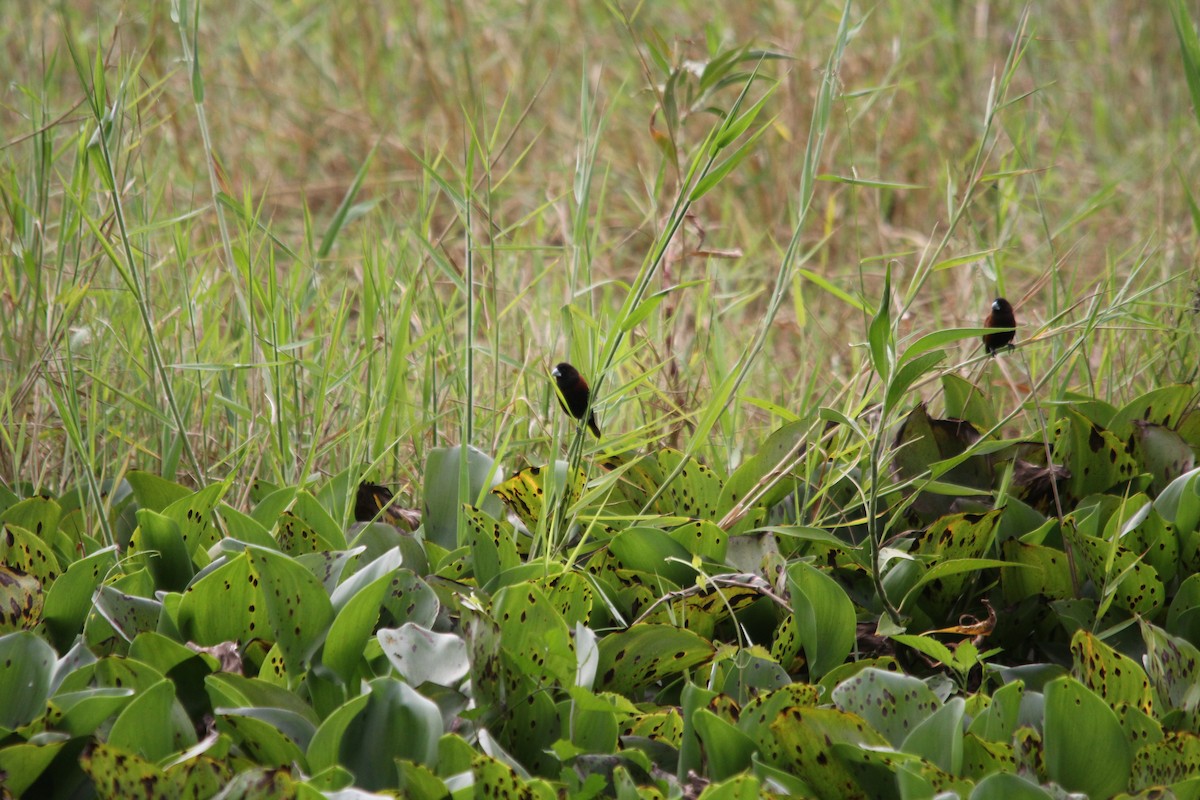 Chestnut Munia - ML641959047