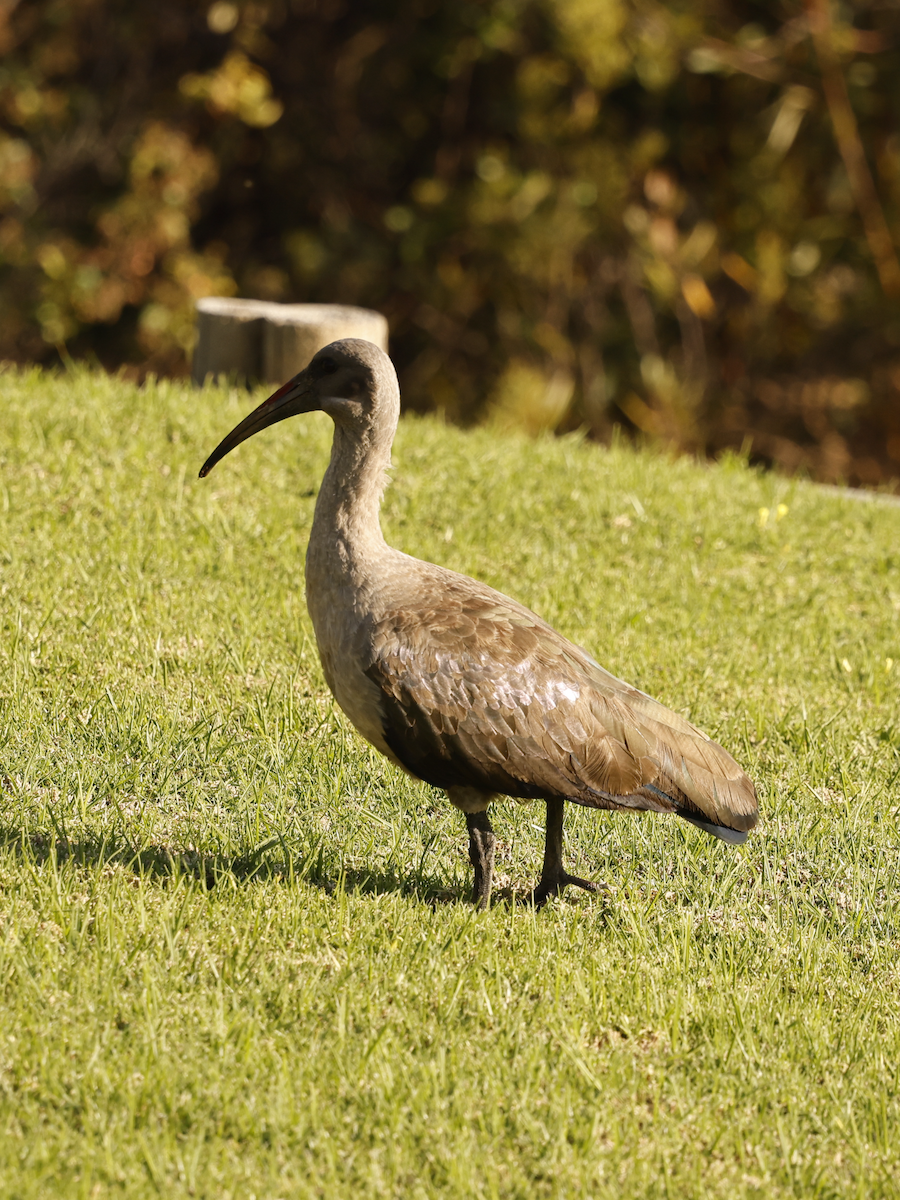 Hadada Ibis - ML641959052
