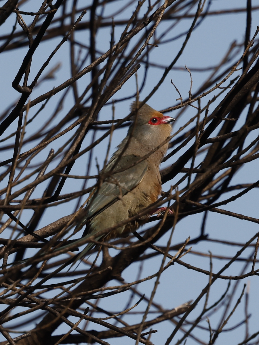 Red-faced Mousebird - ML641959060