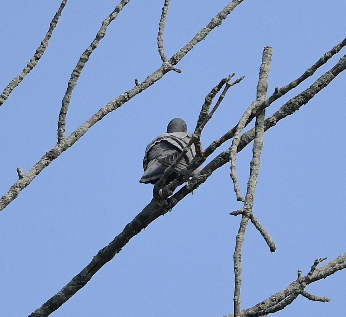 Rock Pigeon (Feral Pigeon) - ML641959063