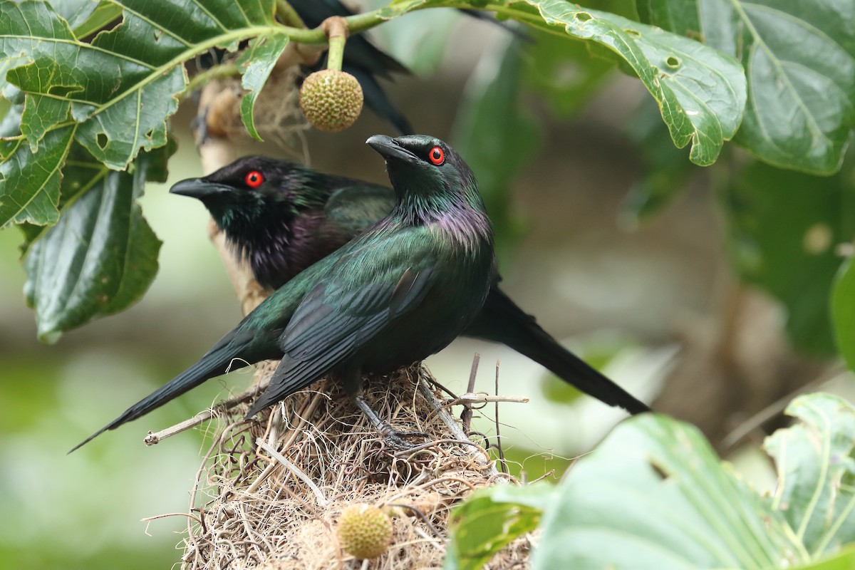 Metallic Starling - ML641959066