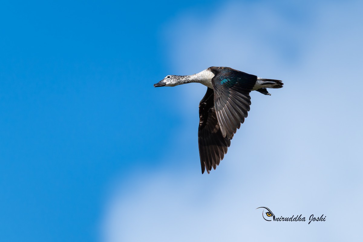 Knob-billed Duck - Aniruddha Joshi