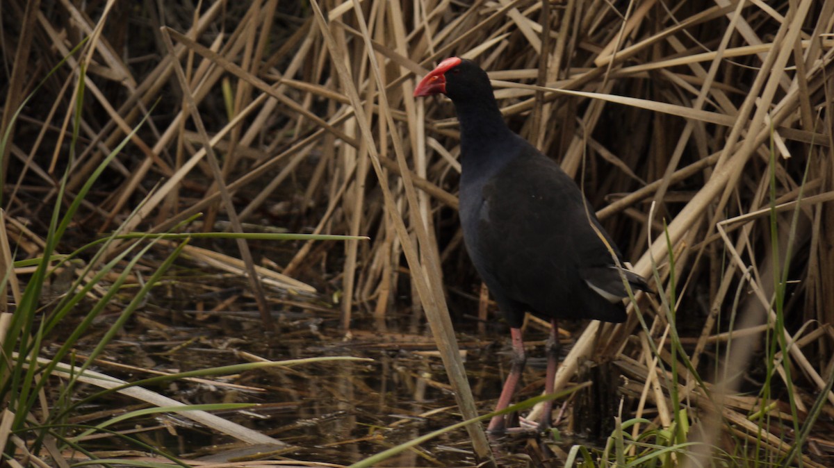Australasian Swamphen - ML641959081