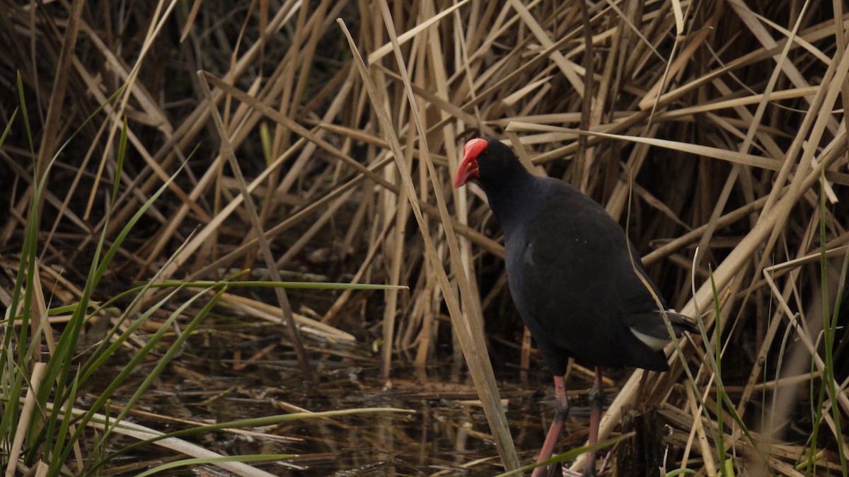 Australasian Swamphen - ML641959082