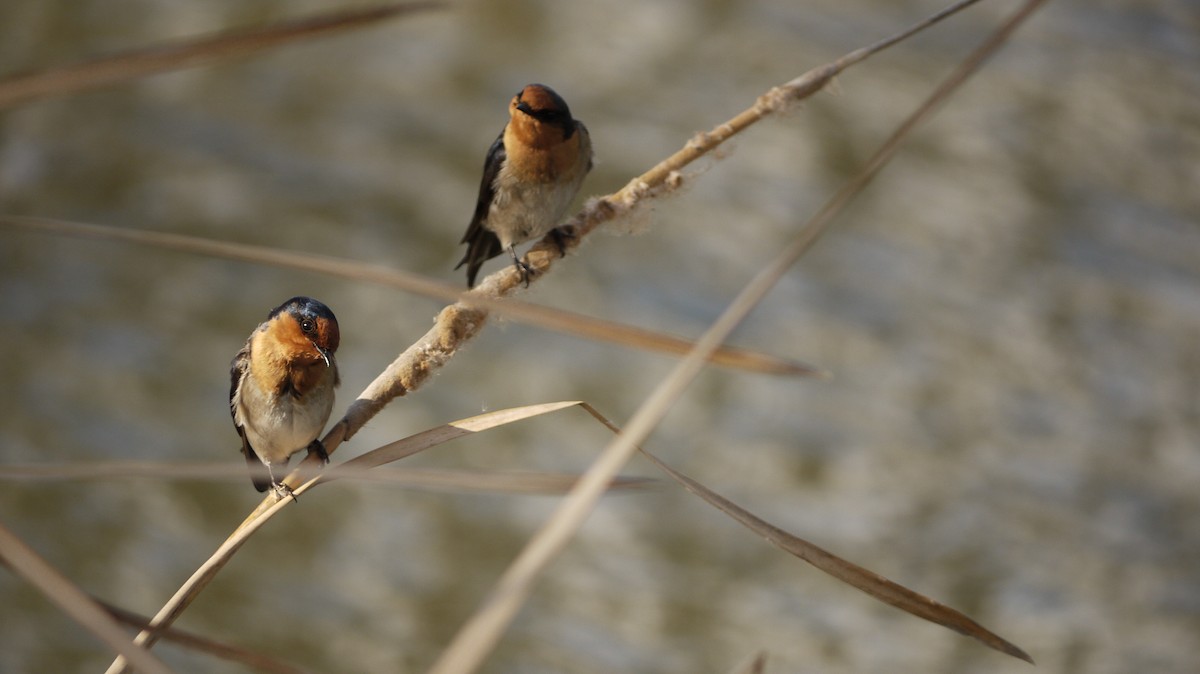 Welcome Swallow - ML641959096
