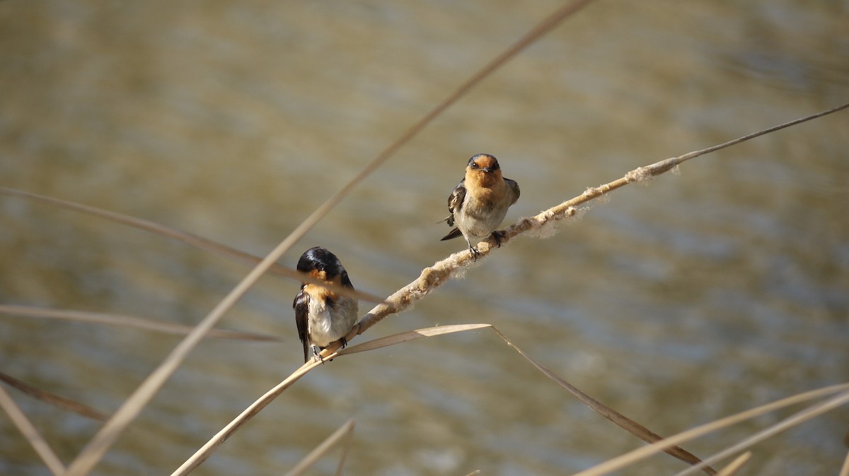 Welcome Swallow - ML641959098