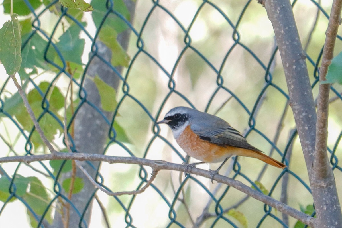 Common Redstart - ML641959100