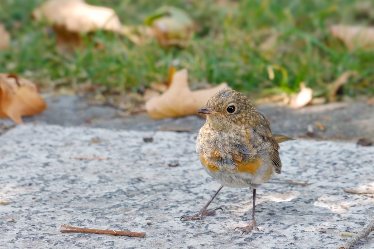 European Robin - ML641959101