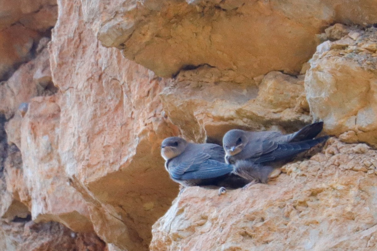 Eurasian Crag-Martin - ML641959103