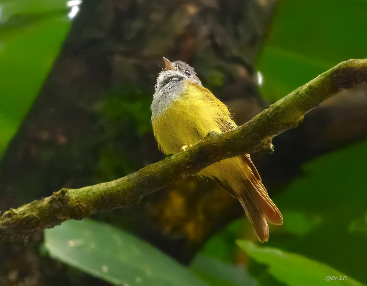Gray-headed Canary-Flycatcher - ML641959114
