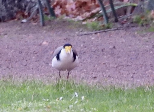 Masked Lapwing - ML641959116