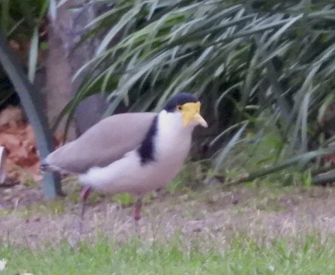Masked Lapwing - ML641959117
