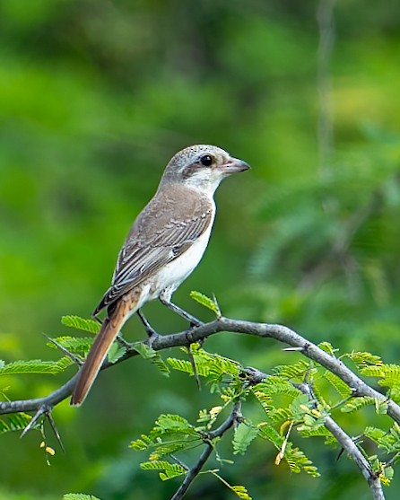 Red-tailed Shrike - ML641959128