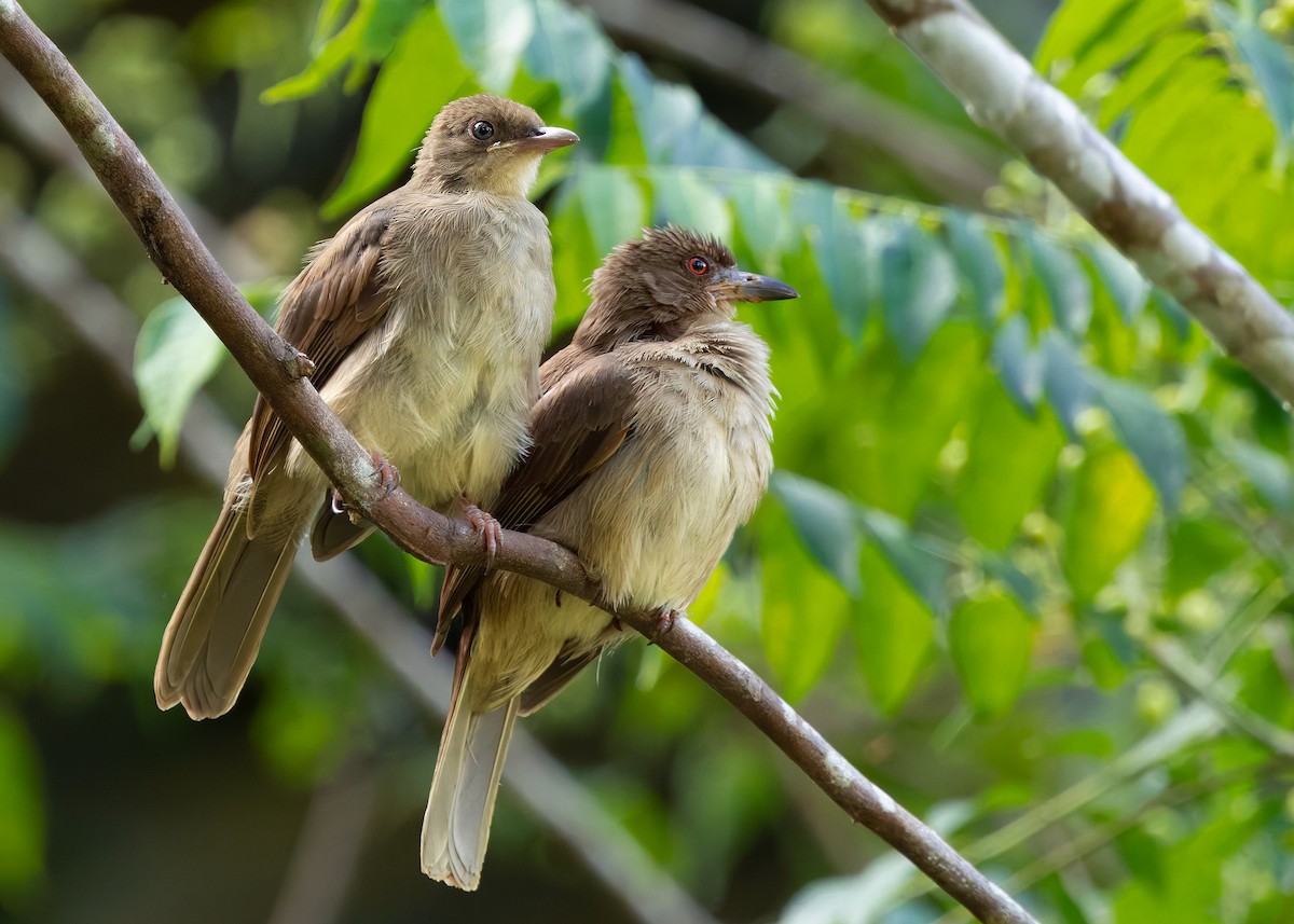 Red-eyed Bulbul - ML641959135