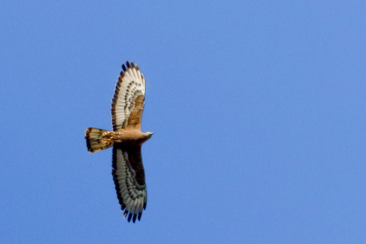 European Honey-buzzard - ML641959138