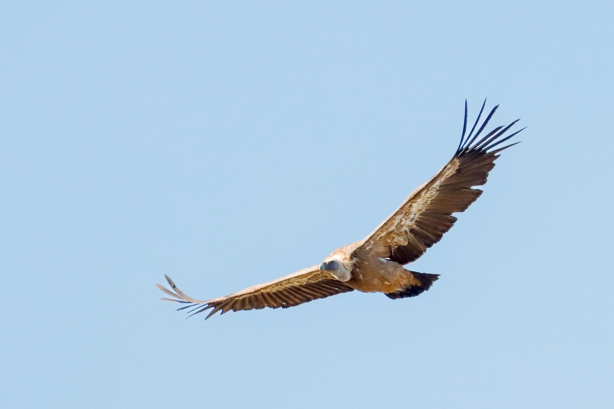 Eurasian Griffon - ML641959143