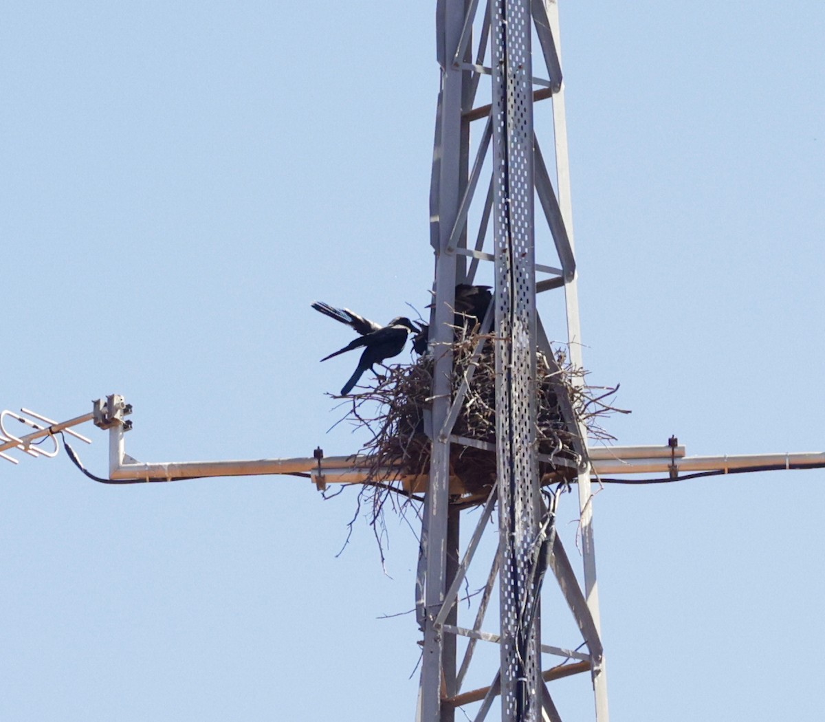 crow/raven sp. - ML641959145