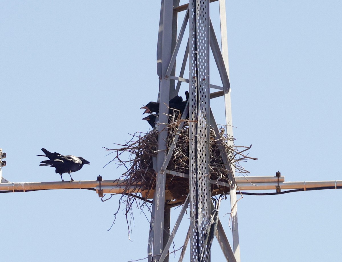 crow/raven sp. - ML641959146