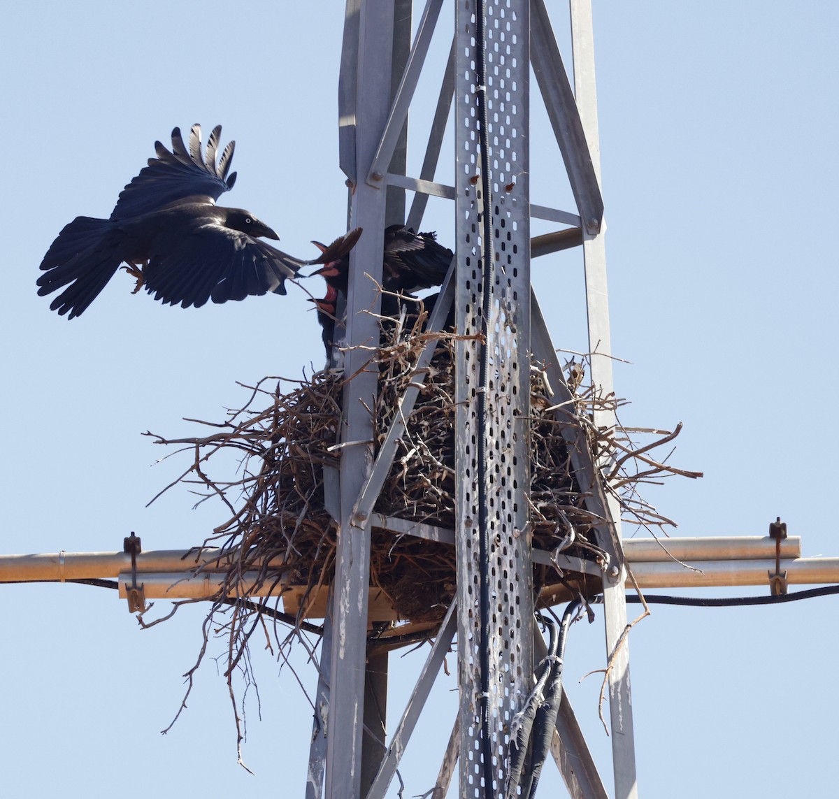 crow/raven sp. - ML641959148