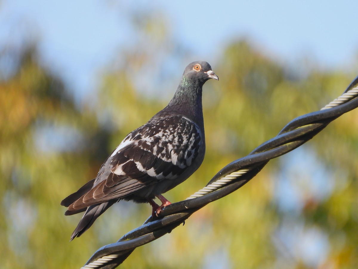 Rock Pigeon (Feral Pigeon) - ML641959159