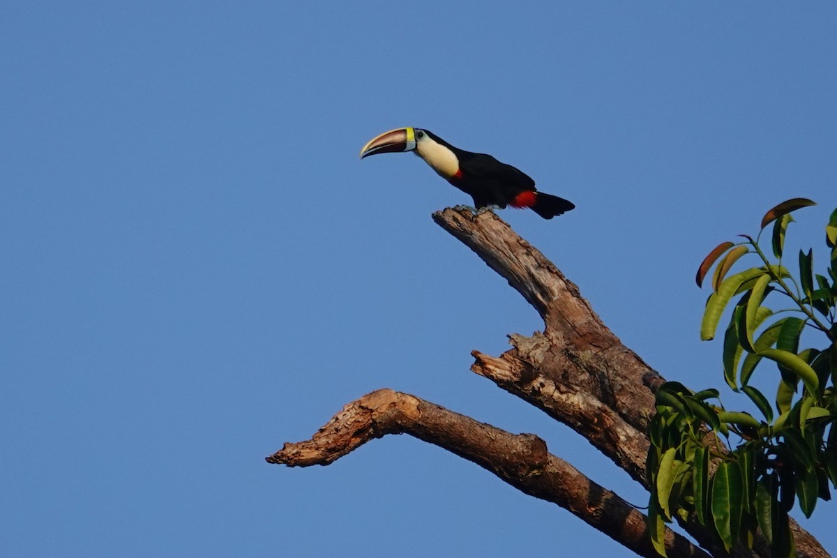 White-throated Toucan - ML641959160