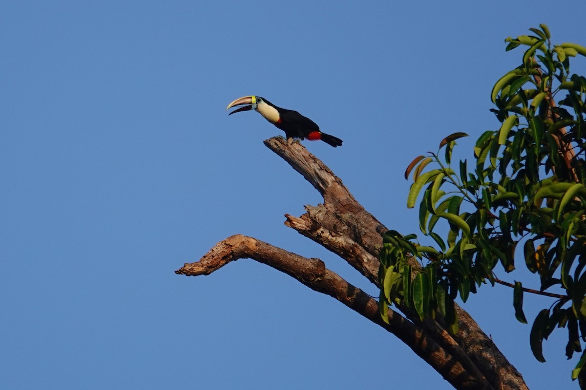 White-throated Toucan - ML641959161