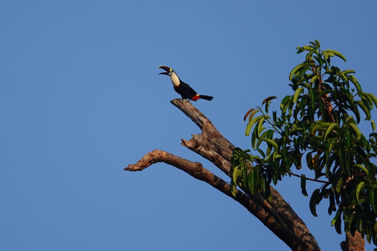White-throated Toucan - ML641959162