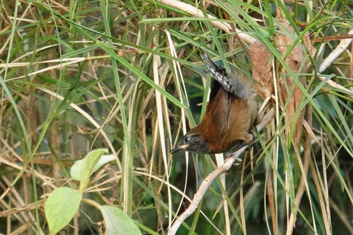 Coraya Wren - ML641959175