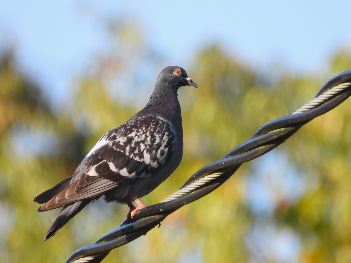 Rock Pigeon (Feral Pigeon) - ML641959179