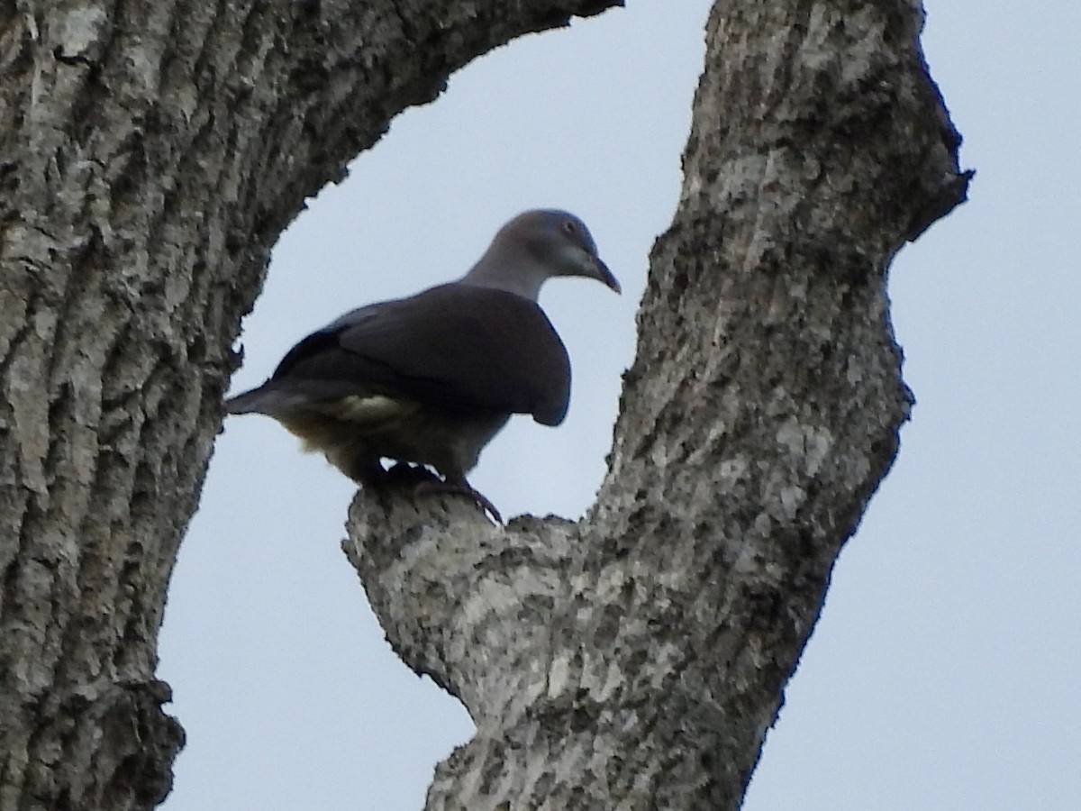 Mountain Imperial-Pigeon - ML641959186