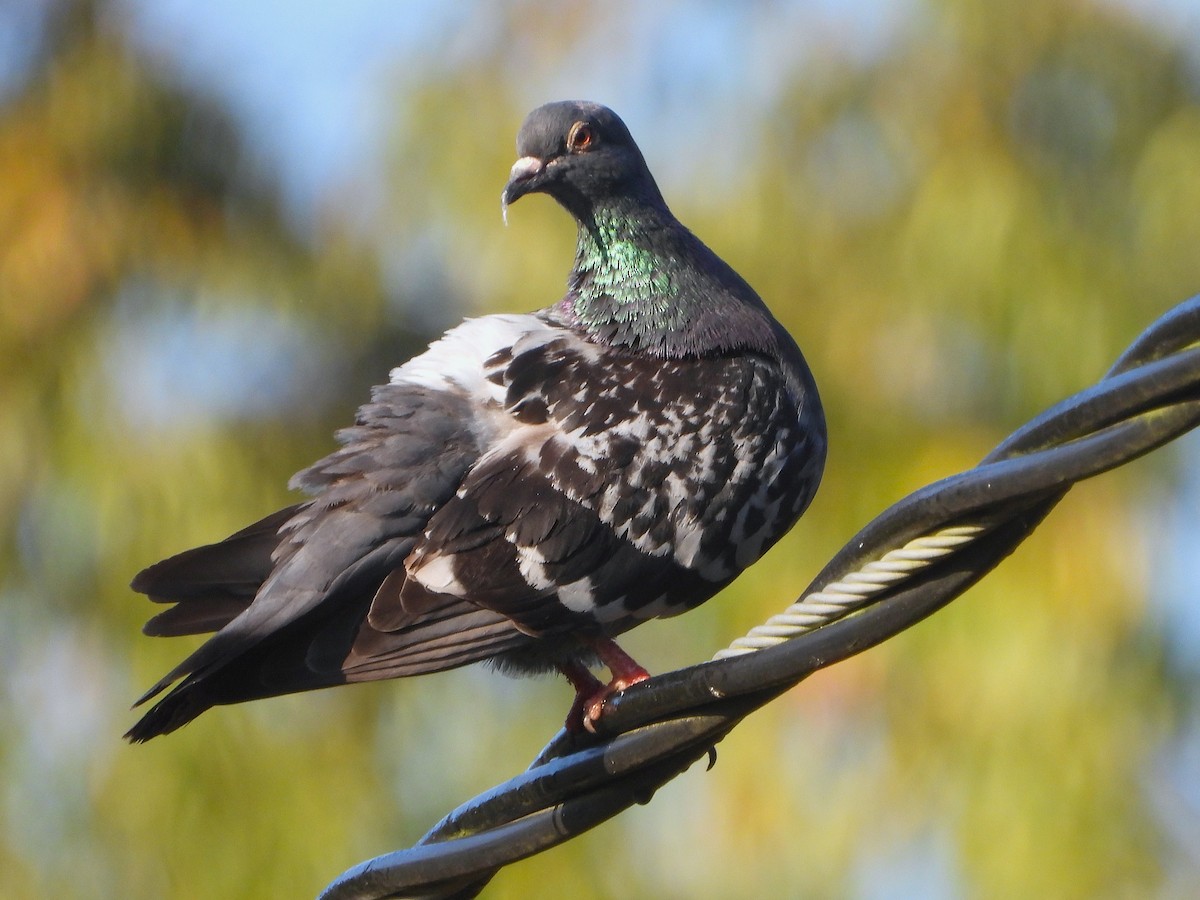 Rock Pigeon (Feral Pigeon) - ML641959191