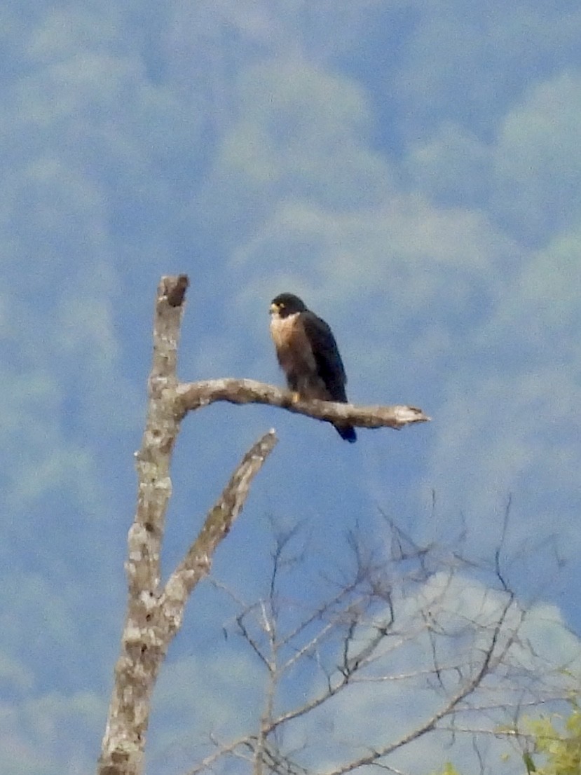 sokol stěhovavý (ssp. ernesti/nesiotes) - ML641959193