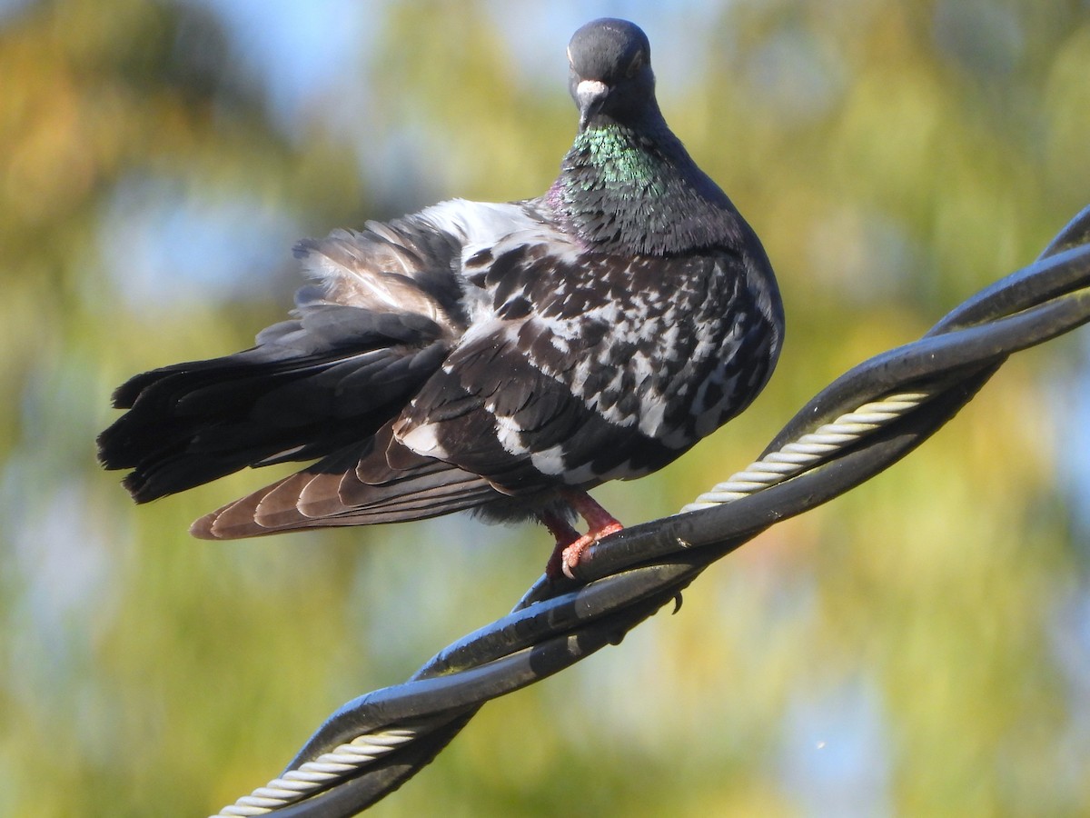 Rock Pigeon (Feral Pigeon) - ML641959200