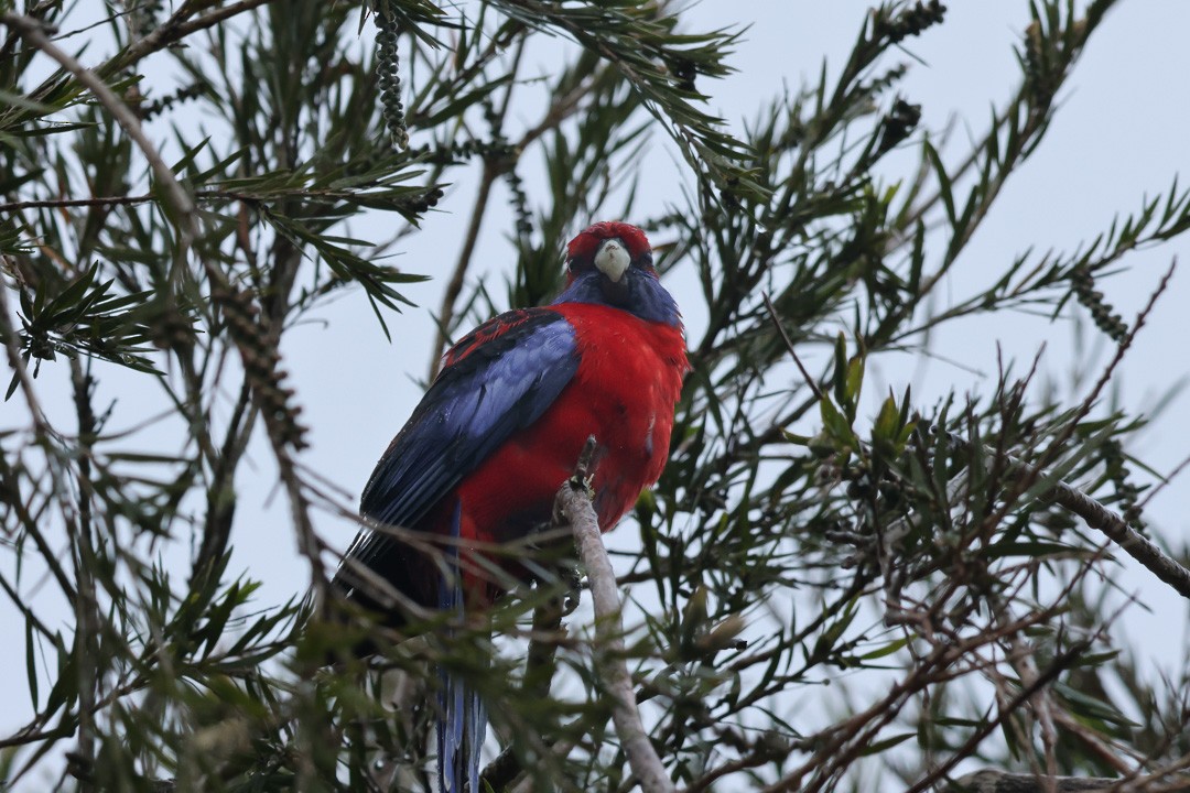 Crimson Rosella (Crimson) - ML641959215