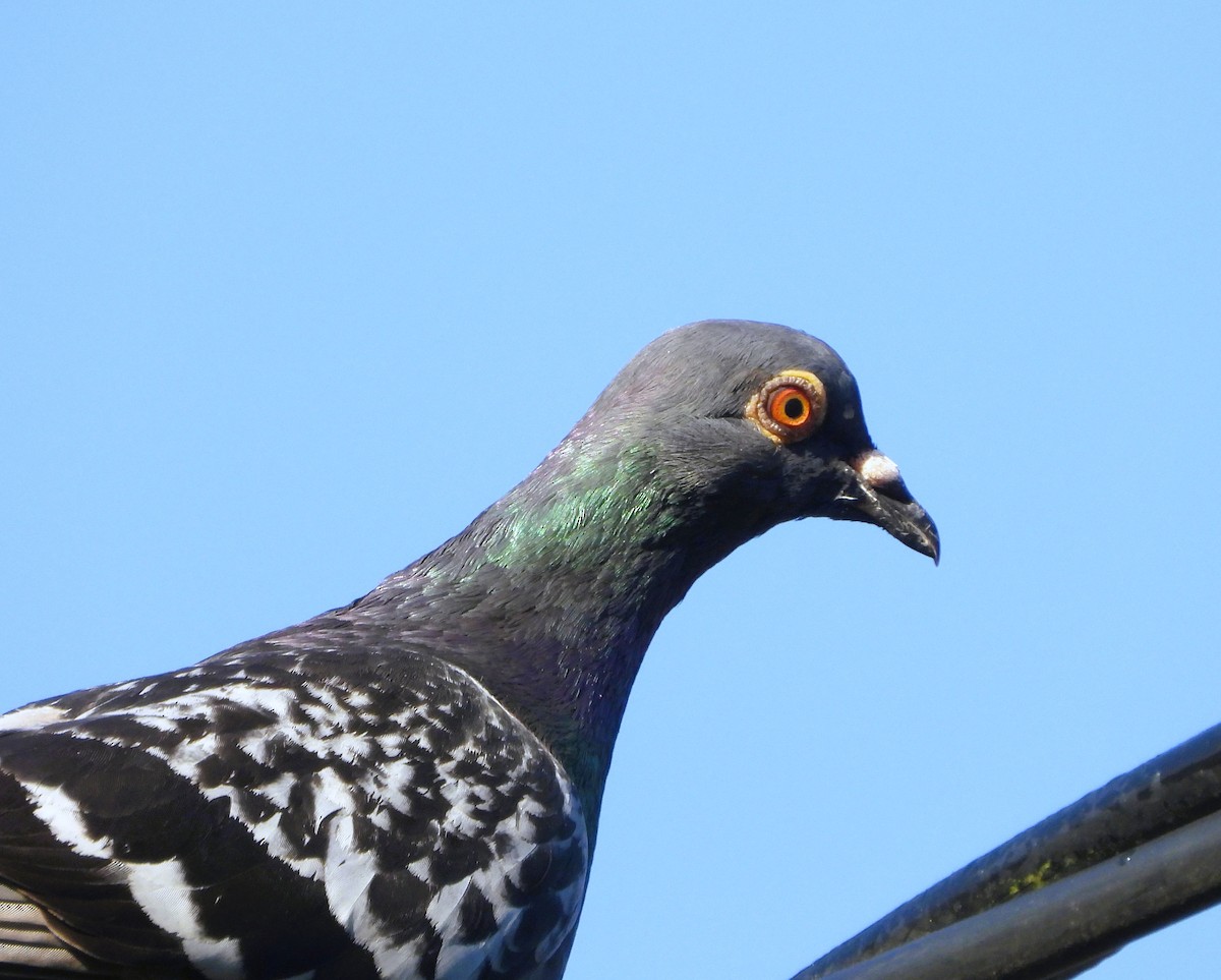 Rock Pigeon (Feral Pigeon) - ML641959237