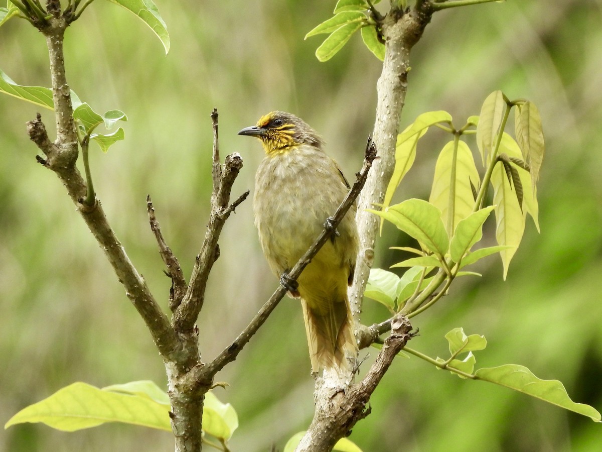 Stripe-throated Bulbul - ML641959238