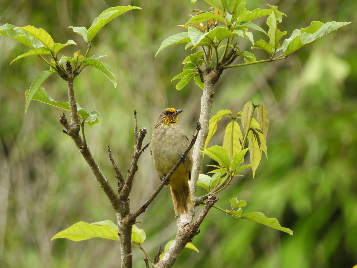 Stripe-throated Bulbul - ML641959239